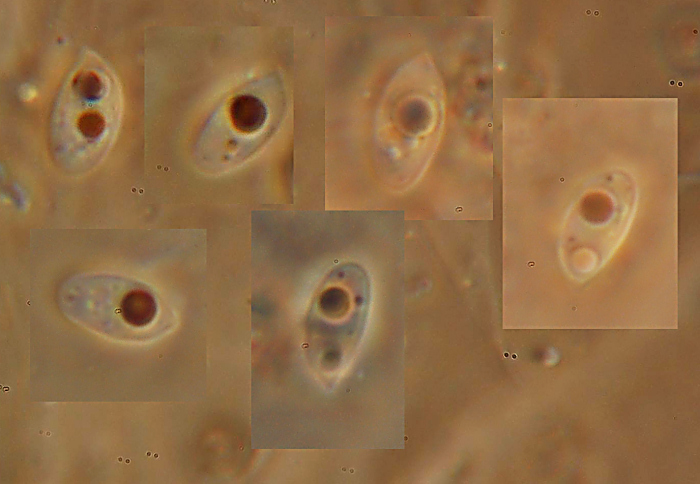 Mah...mi da l''idea di un Clitopilus...